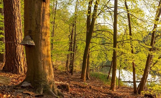 Hike Biesenthaler Becken’s glacial landscapes and forests.