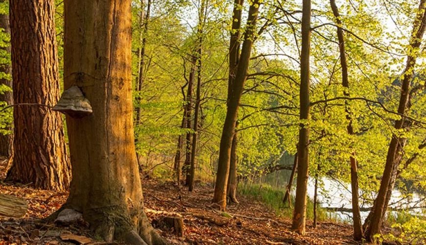 Hike Biesenthaler Becken’s glacial landscapes and forests.