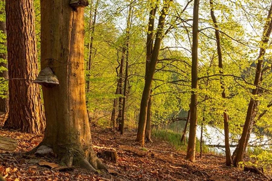 Hike Biesenthaler Becken’s glacial landscapes and forests.