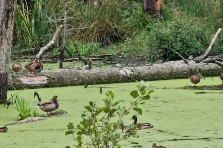 Fairytale Forest: Hike through the Mystical Landscape of Briesetal