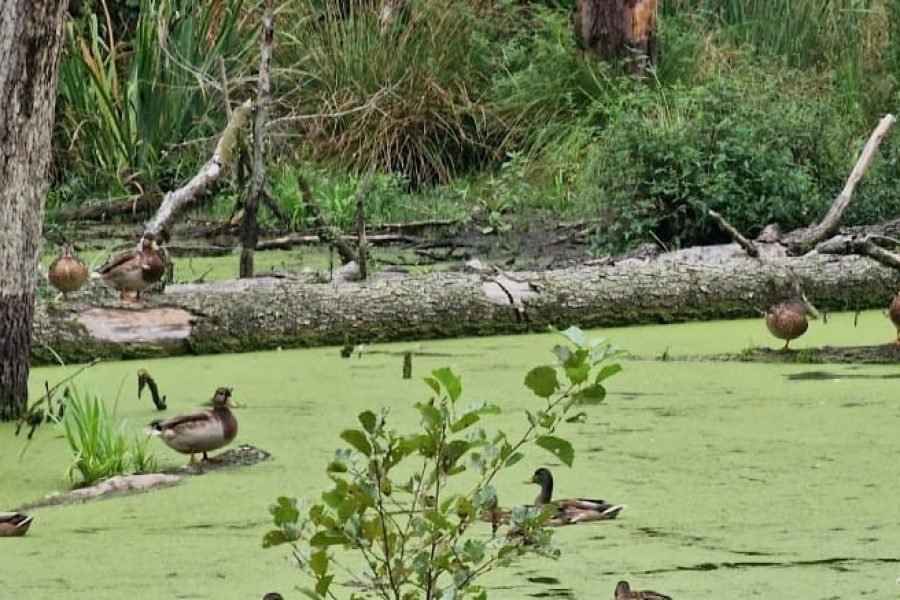 Fairytale Forest: Hike through the mystical landscape of Briesetal