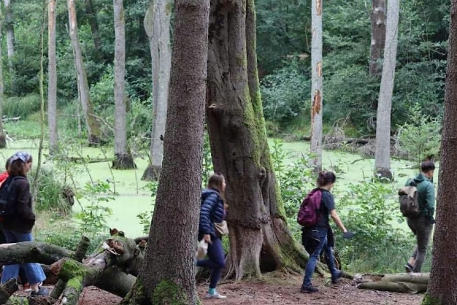 Fairytale Forest: Hike through the Mystical Landscape of Briesetal
