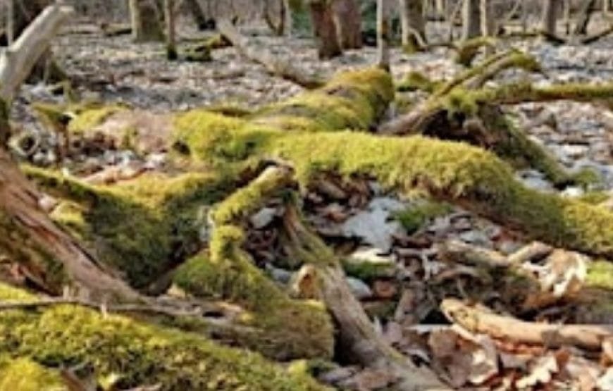 Quick-Sketch Nature Walk along Grunewaldsee