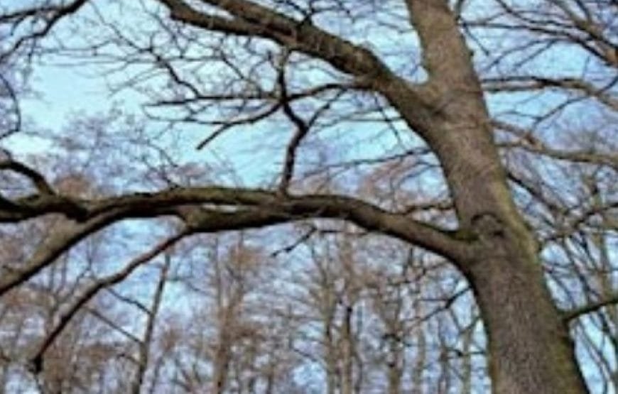 Quick-Sketch Nature Walk along Grunewaldsee