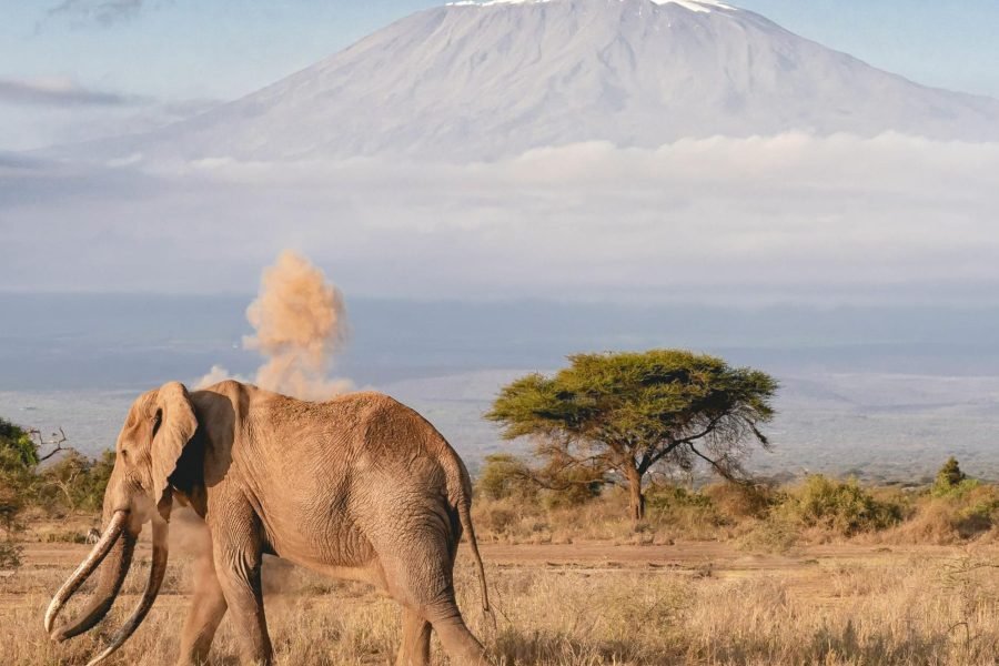 The Grand Kenya Wildlife Odyssey (7 Nights)