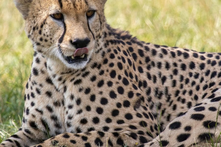 The Emerald Savanna Safari – Kenya (5 Nights)