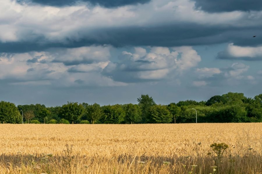 Van Gogh Countryside Escape