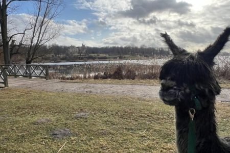 Potsdam Alpaca Hike: Historic Parks, Palaces and Lakeside Brewery